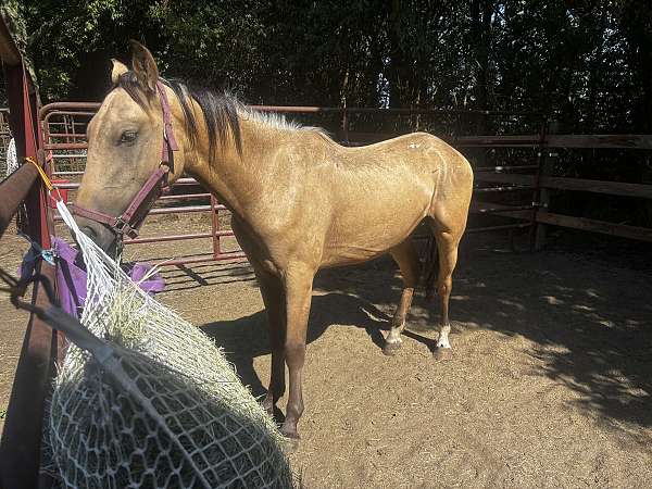 appaloosa-horse-for-sale