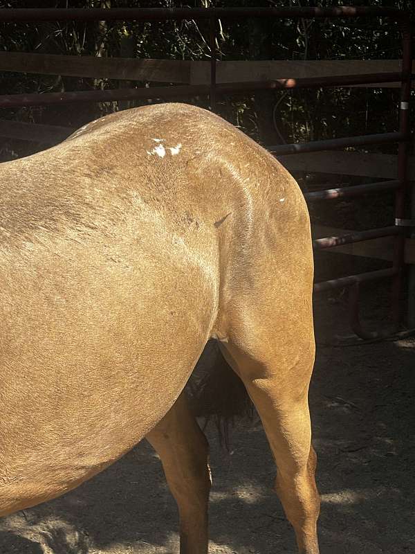 appaloosa-horse
