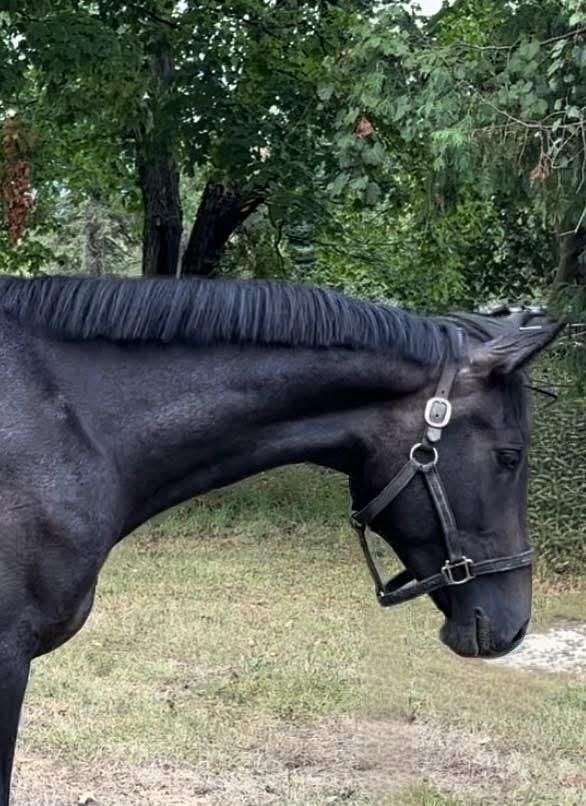 grey-large-star-horse