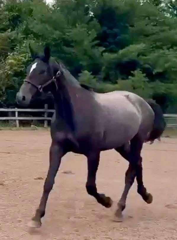 dark-warmblood-horse