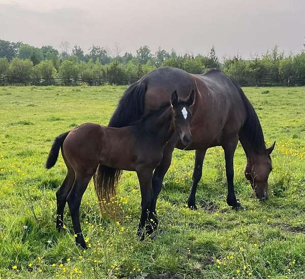 breeders-warmblood-horse