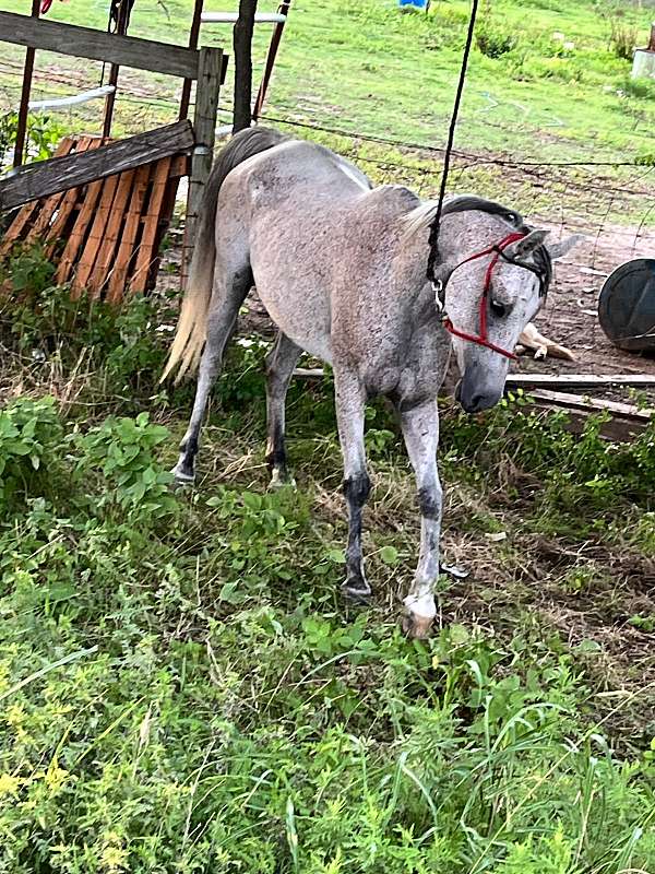 arabian-mare