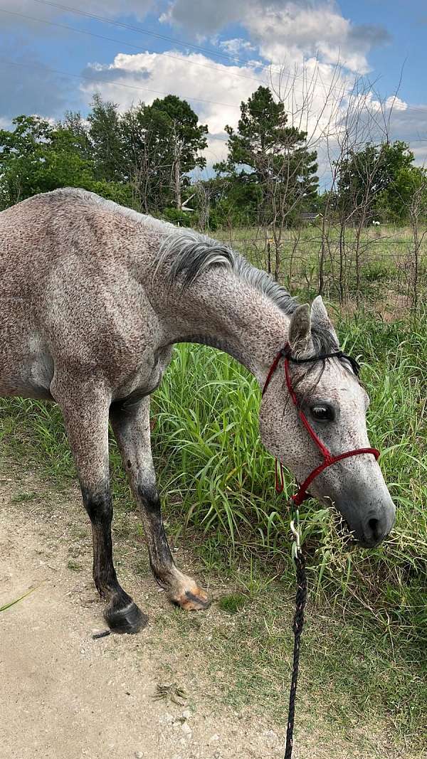 arabian-horse-for-sale