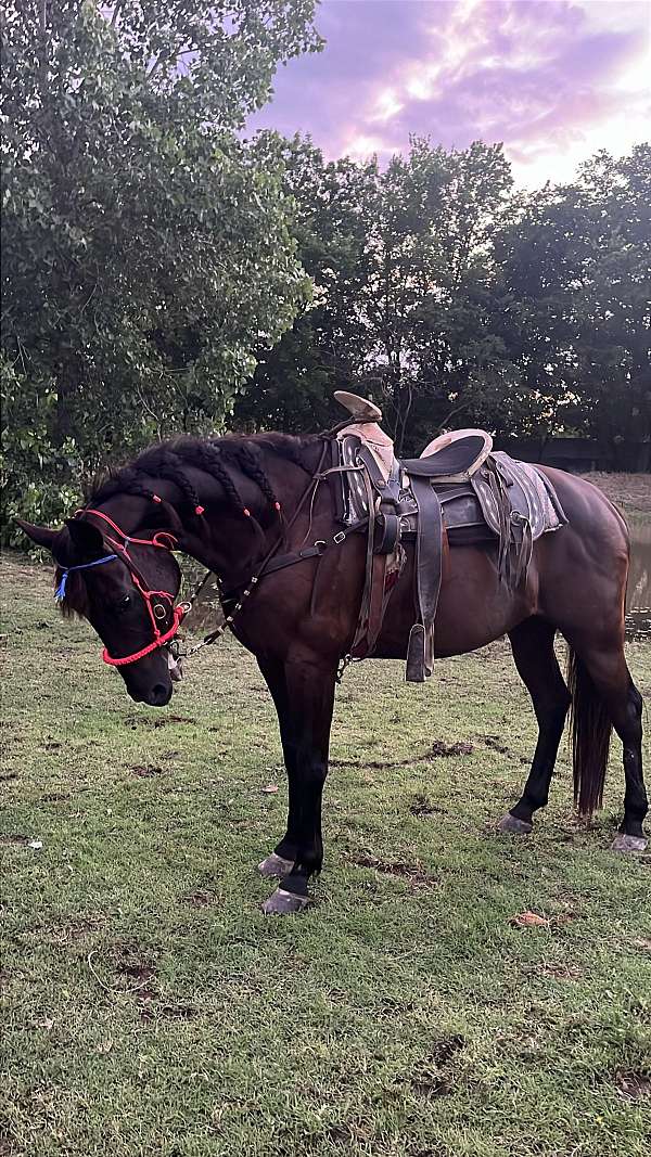 azteca-gelding