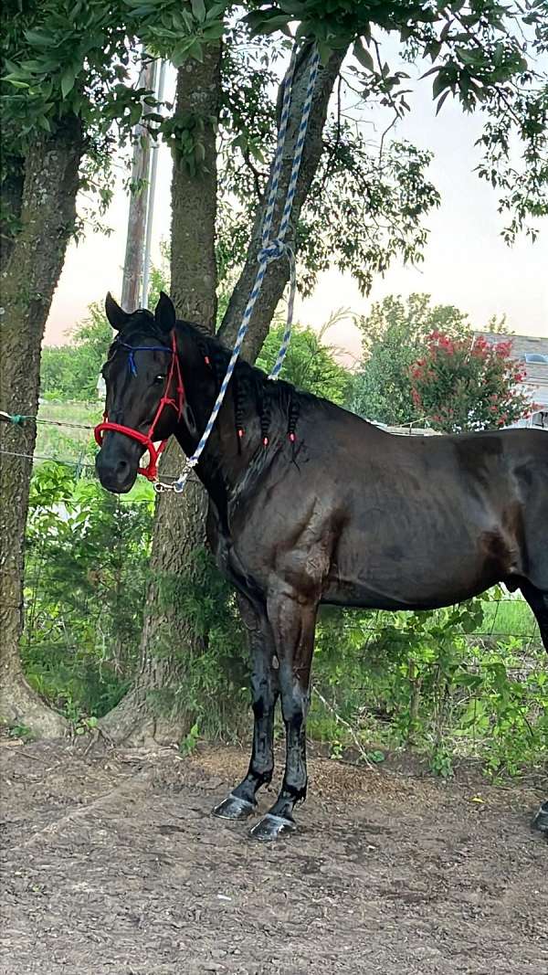 azteca-horse-for-sale