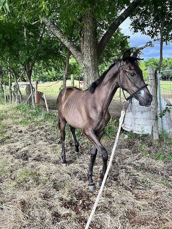 filly