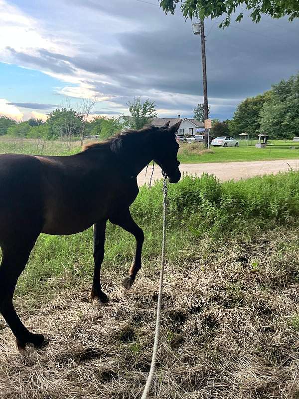 pre-filly