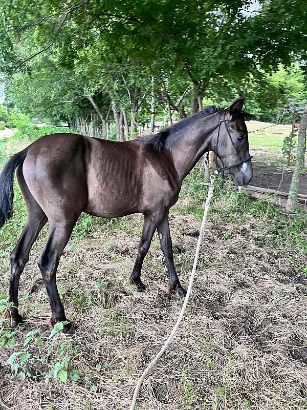 pre-mare