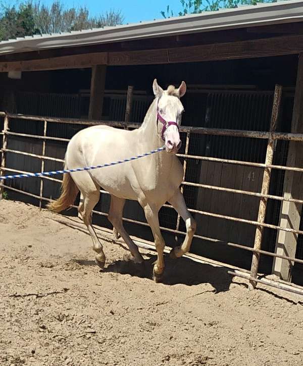 cremello-perlino-pre-colt