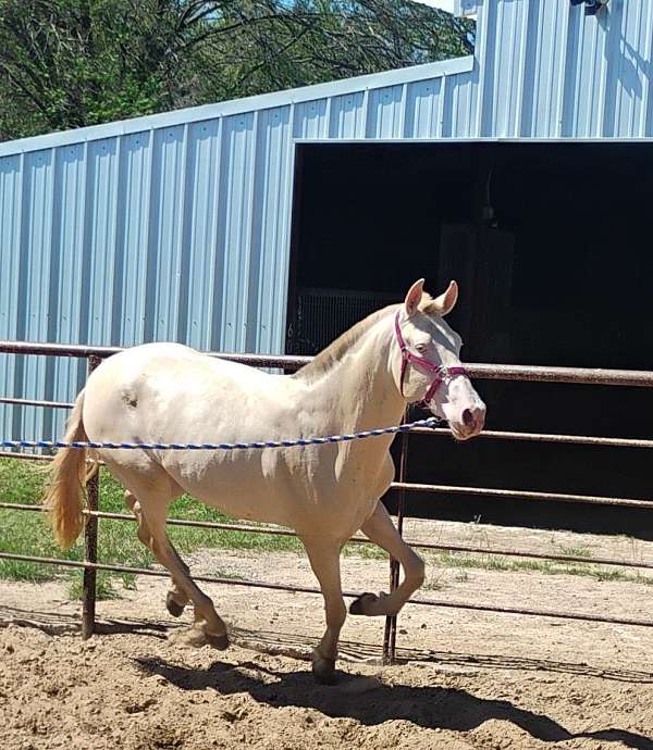cremello-perlino-colt-for-sale