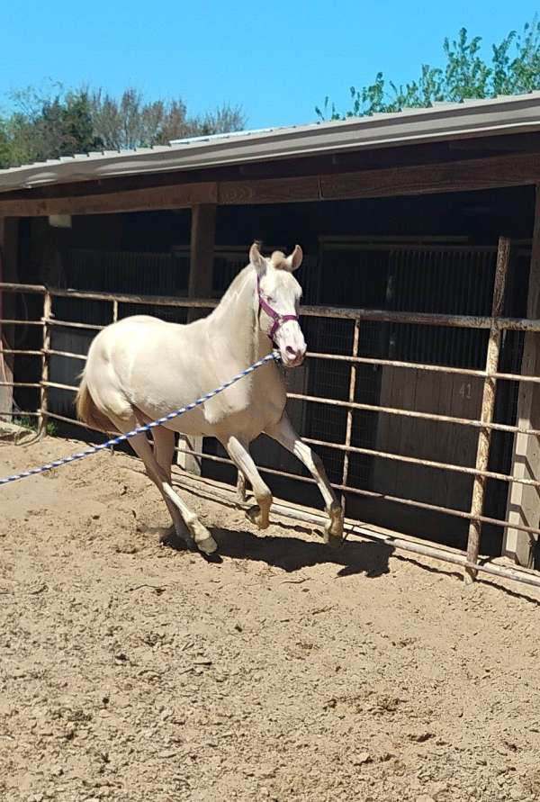 cremello-perlino-pre-horse