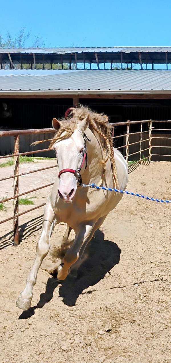 cremello-perlino-mare-for-sale