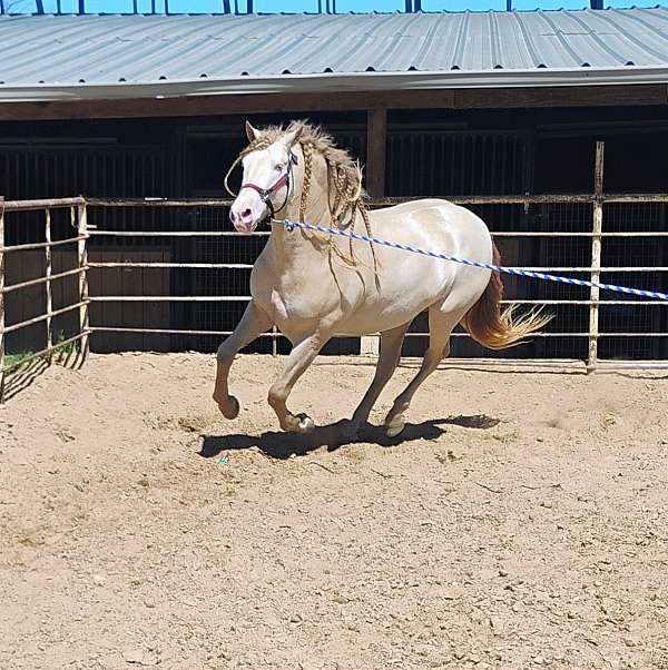 cremello-perlino-pre-mare