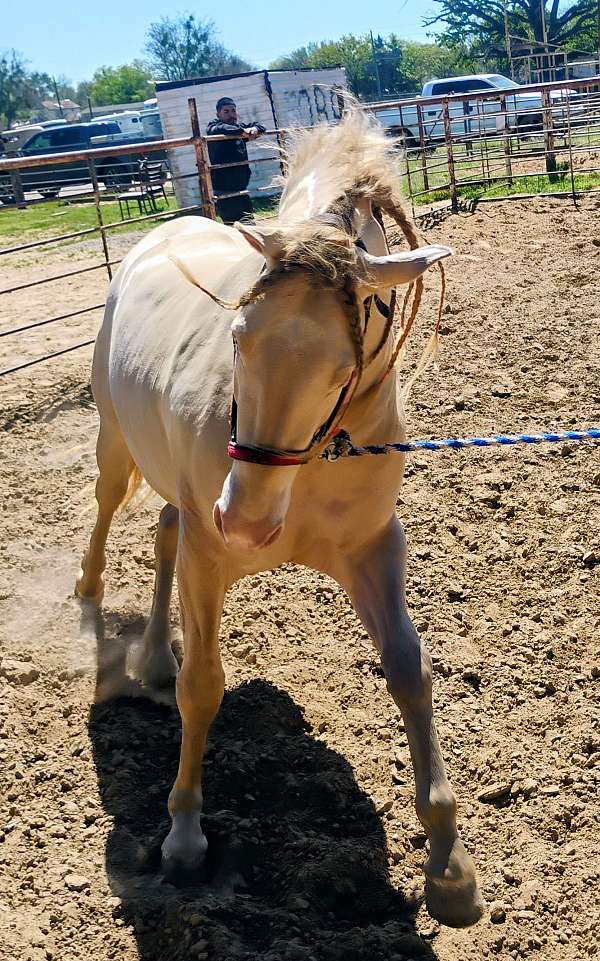 cremello-perlino-mare
