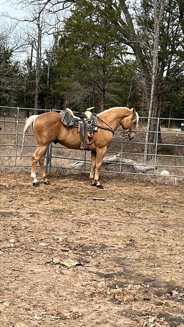 quarter-horse-for-sale