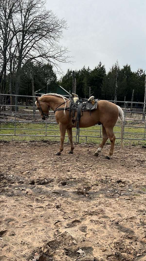 quarter-horse-stallion