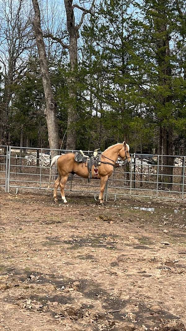 quarter-horse