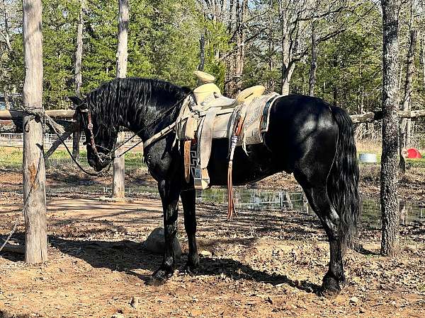 colt