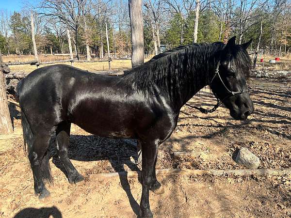 trail-horse
