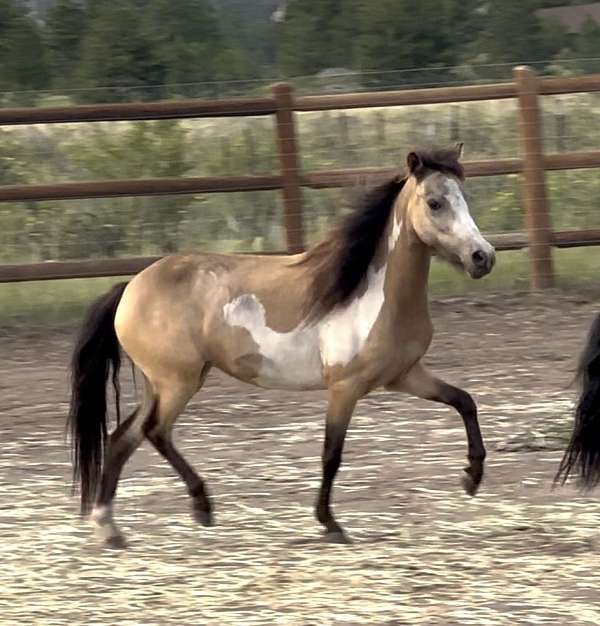 9-hand-buckskin-overo-pony
