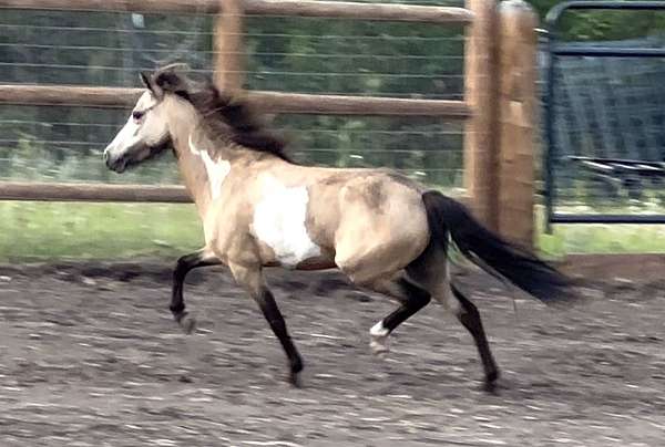 buckskin-overo-amhr-mare
