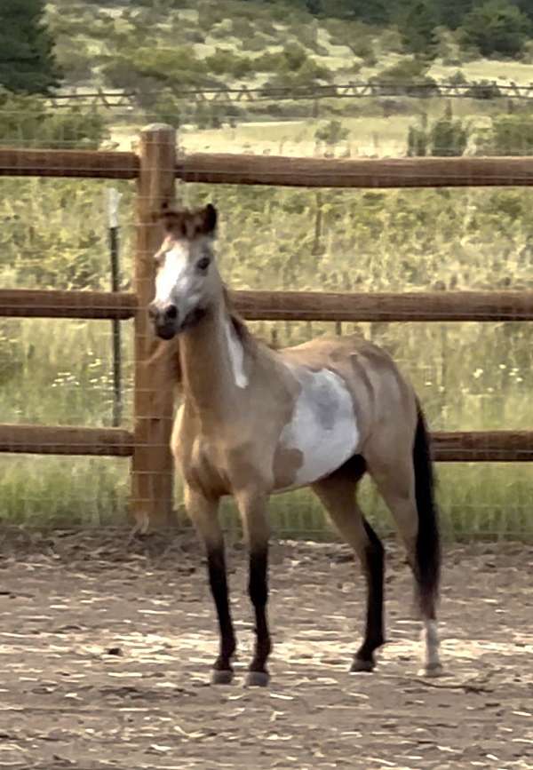 buckskin-overo-amhr-pony