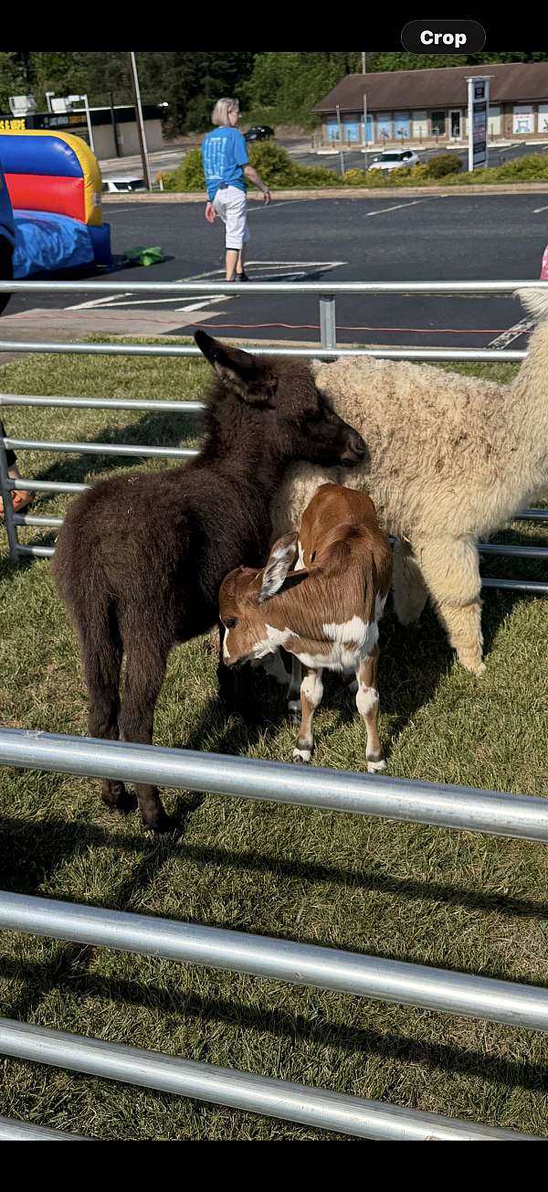 donkey-weanling