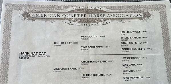 jet-of-honor-filly