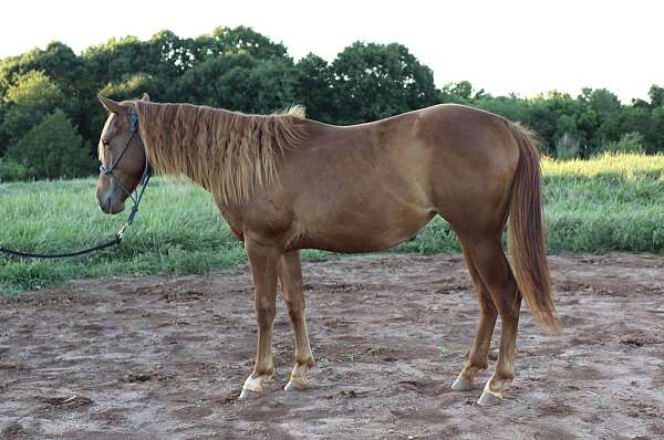 lunges-filly