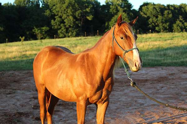trailer-filly
