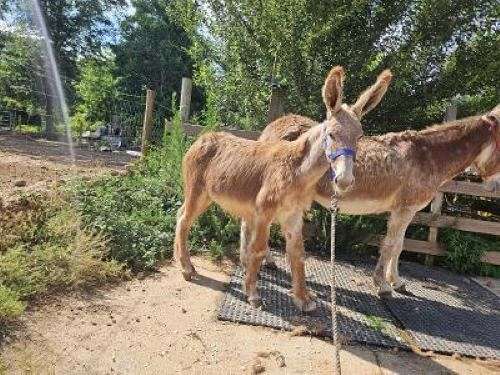 sorrel-donkey-colt