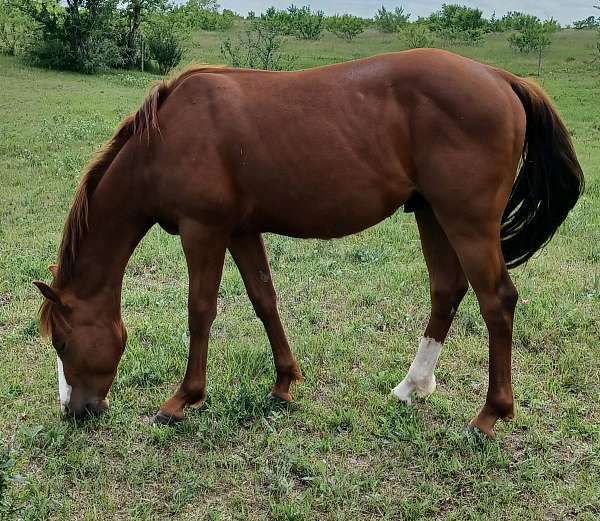 all-around-quarter-horse