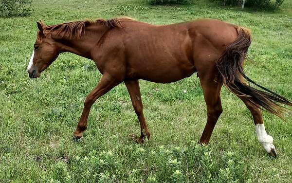 chestnut-quarter-horse-colt