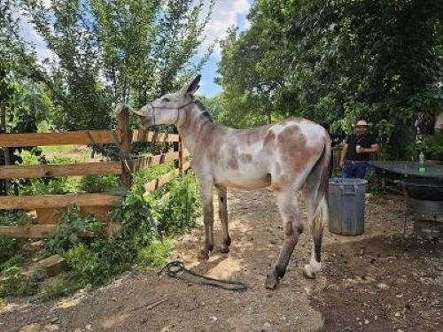 baby-stallion