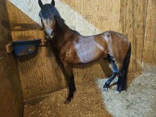 paso-fino-stallion