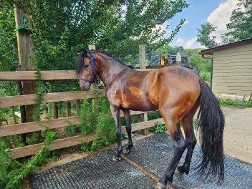 paso-fino-horse-for-sale
