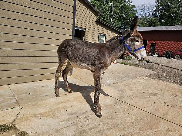 burro-colt
