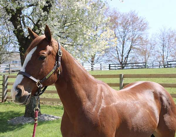 all-around-quarter-horse