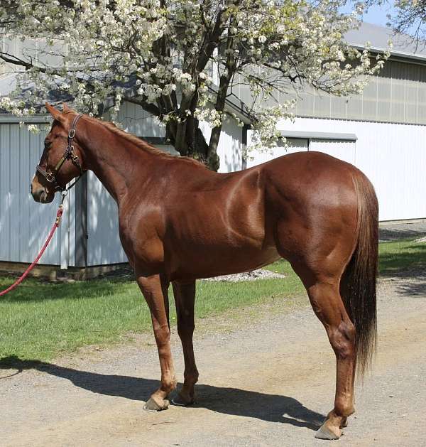athletic-quarter-horse