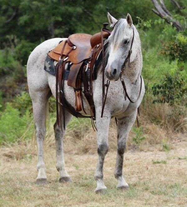 all-around-quarter-horse