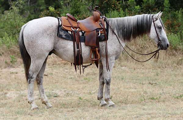 athletic-quarter-horse