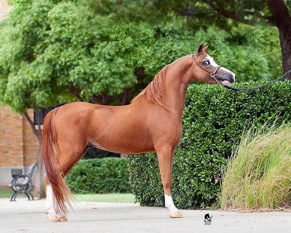 shetland-pony-stallion