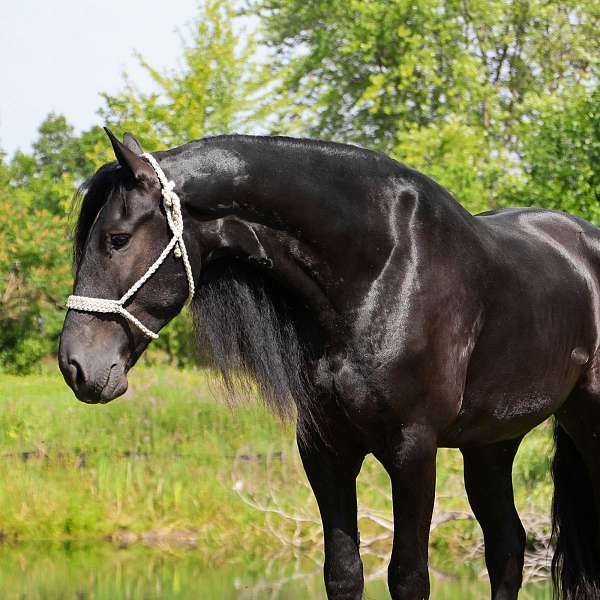 dun-r-horse