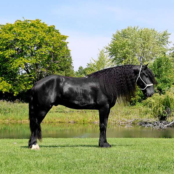 all-around-percheron-horse
