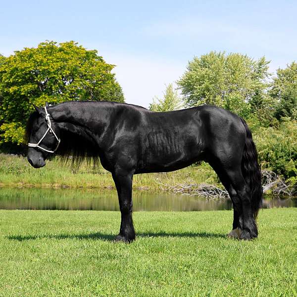 athletic-percheron-horse