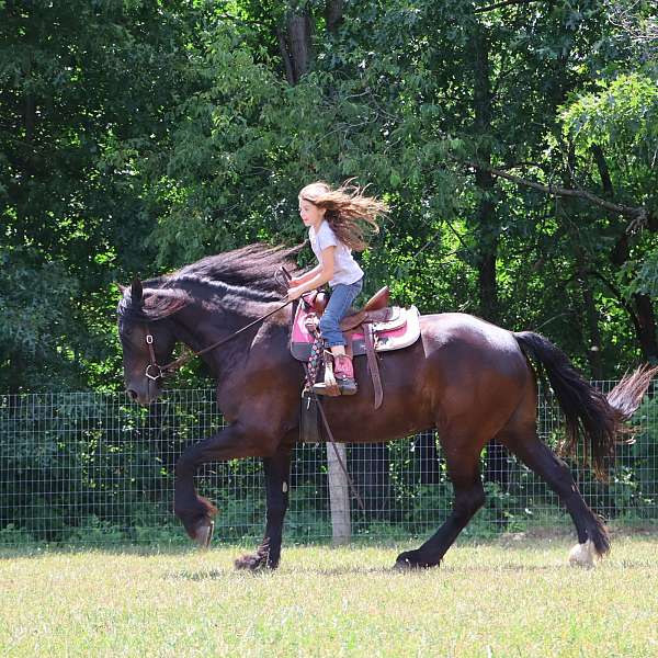 draft-percheron-horse