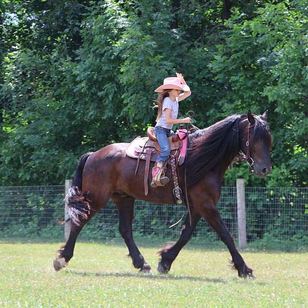 dressage-percheron-horse