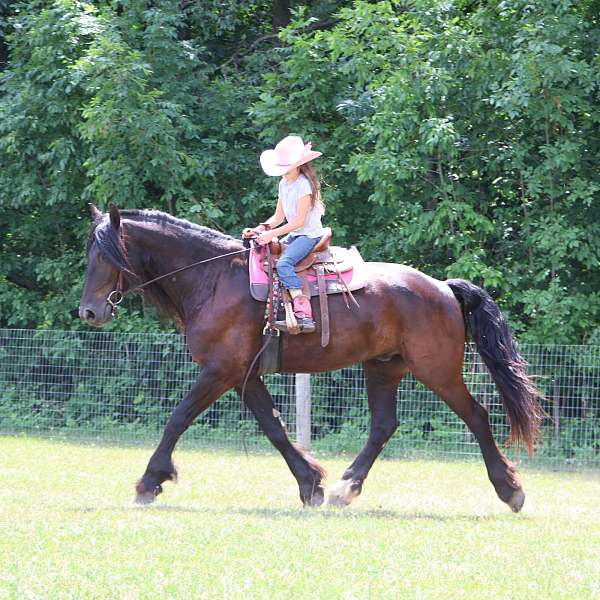 drill-team-percheron-horse