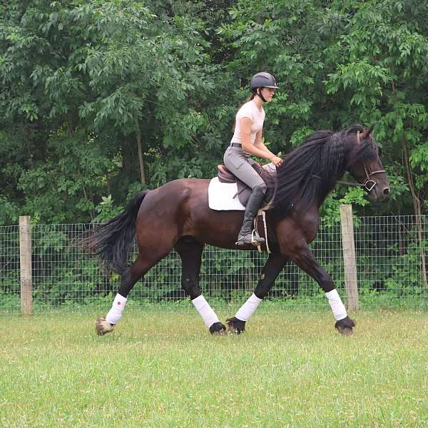 driving-percheron-horse