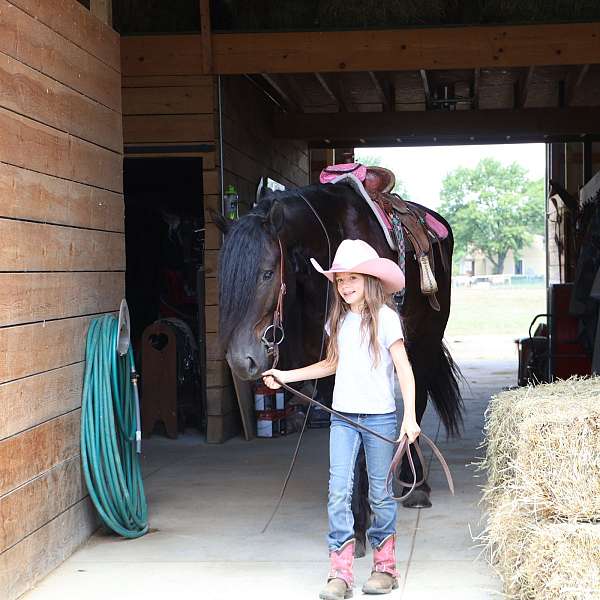 english-pleasure-percheron-horse